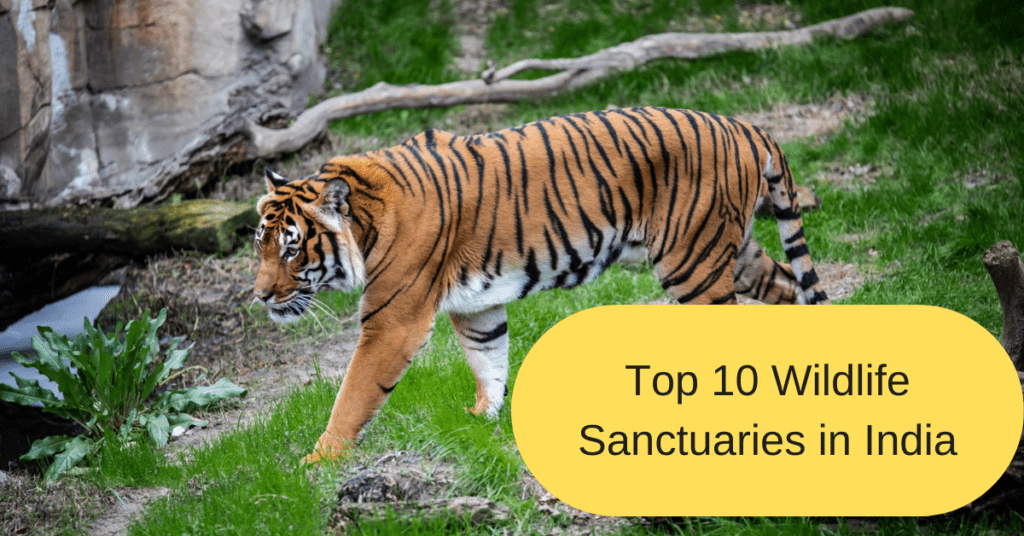 Top 10 Wildlife Sanctuaries in India