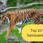 Top 10 Wildlife Sanctuaries in India
