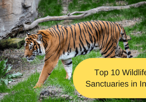 Top 10 Wildlife Sanctuaries in India