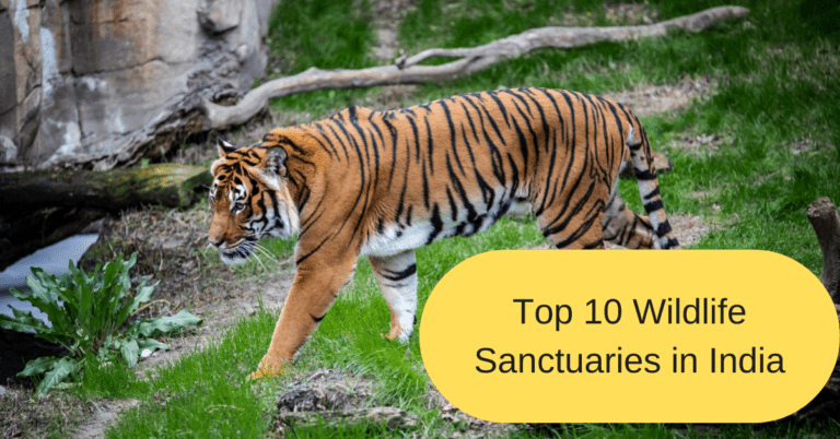 Top 10 Wildlife Sanctuaries in India
