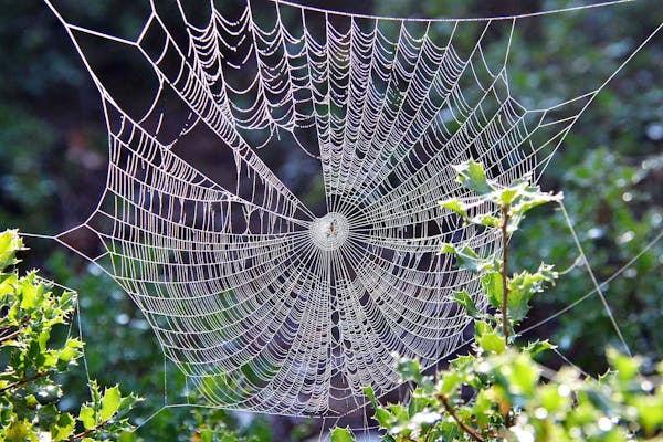 Spiders: Nature’s Silent Architects of the Web